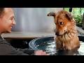 When Your Dog Can T Hold His Emotions About Bath Time