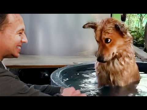 Quand votre chien ne peut pas retenir ses émotions à l'heure du bain !