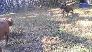 Game pups sibling rivalry