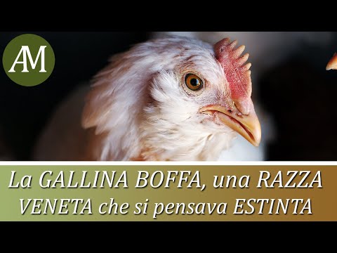 , title : 'La gallina Boffa, razza avicola veneta che si pensava estinta - Avicoltura e Pollaio'