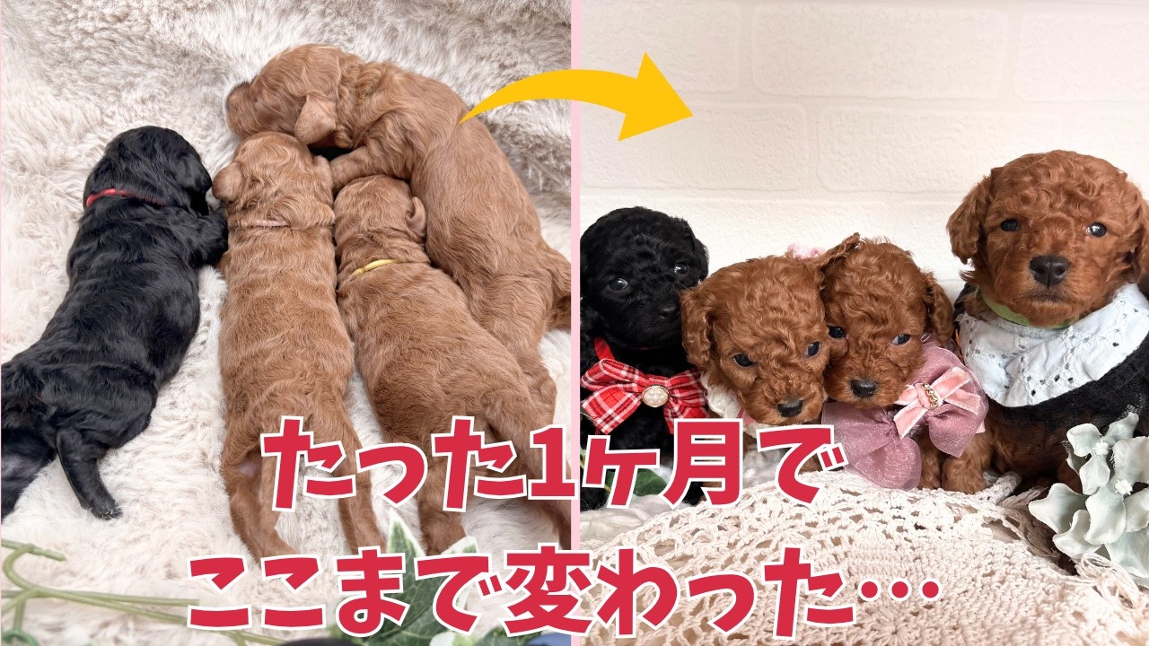 【出産後成長】1ヶ月の成長記録！大きなトイプーと初育児でタジタジな犬