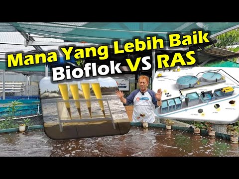 Biofloc VS RAS‼️ Which is better⁉️ Watch this to understand👍⁉️