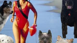 BovverBand perform Run like the wind  in the style of Barbara Dickson