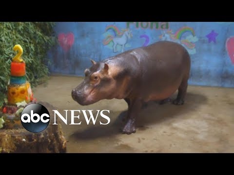 Happy National Hippo Day! We're celebrating with the world-famous Fiona hippo l GMA Digital