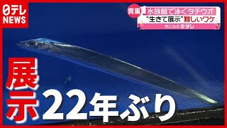 Re: [Vtub] 熊貓人：蛤？