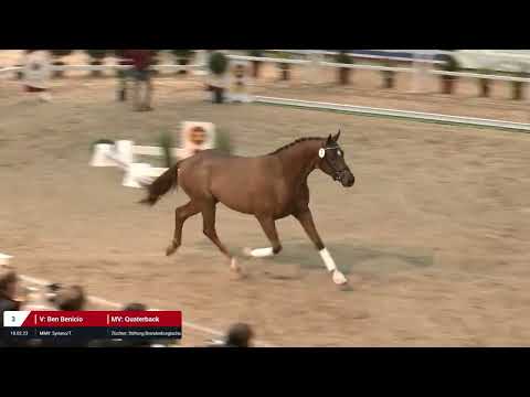 Kat. Nr. 3 Hengst v. Ben Benicio - Quaterback *18.02.2023 - Freilaufen
