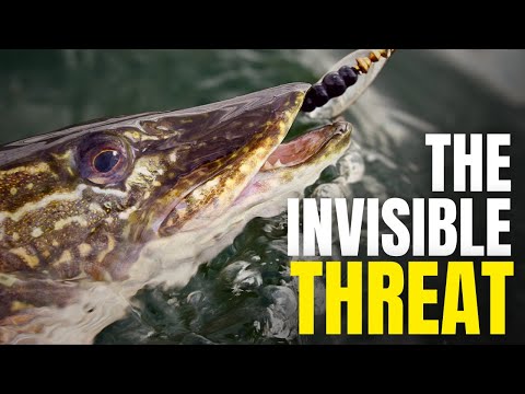 Pike's Deadliest Hours: What Happens After Release?