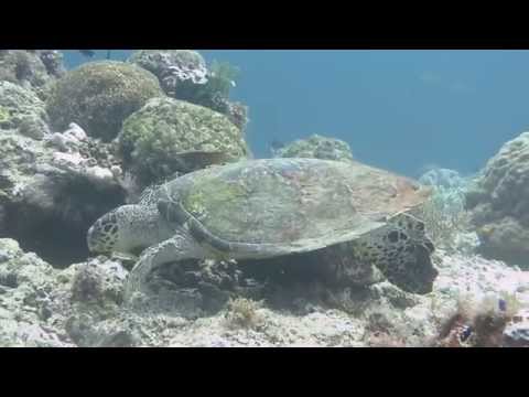 Schildkröten, Sogod Bay,Philippinen