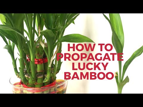How to grow Lucky Bamboo from cuttings|| How to propagate Lucky Bamboo- Backyard Gardening Video