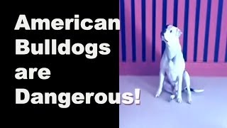 American Bulldogs are Dangerous!