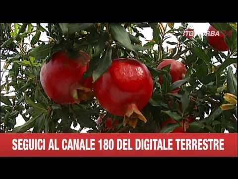 Succo di sedano per la potenza Ragazza che può vivere con un pene piccolo
