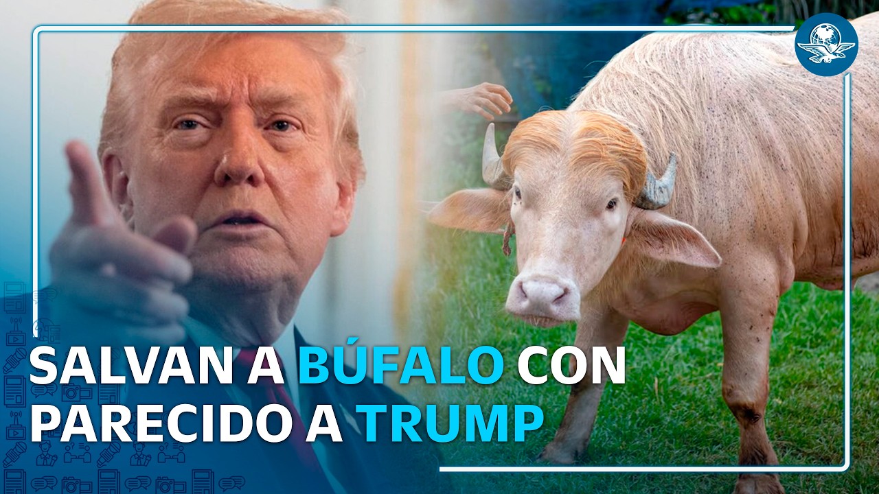 Búfalo “Donald Trump” es salvado del sacrificio y llevado a zoológico