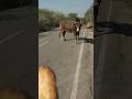 मुङग्या नंदी Cow Ytshorts Gaumata Youtubeshorts Trendingshorts Nandi Shorts Ja