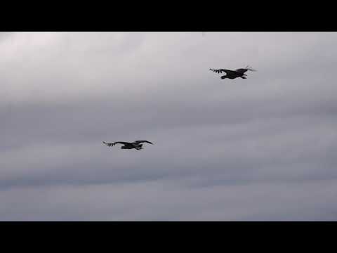 fly ibera capita mini lodge ibera corrientes