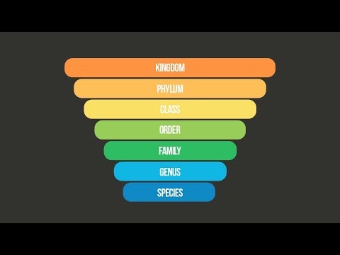SCIENTIFIC CLASSIFICATION SONG (Taxonomy Song) | Science Music Video
