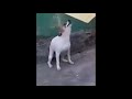 Chillido De Perro Remix