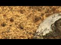 Fire Ants