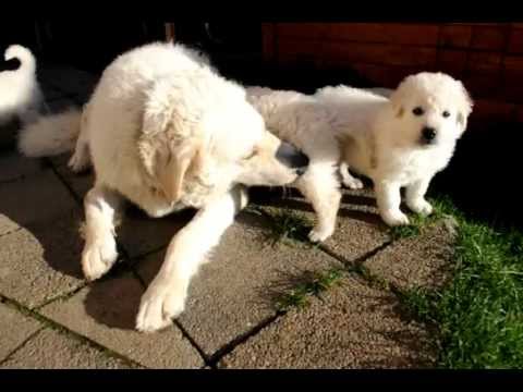 Kuvaszwelpen Gewusel im Garten, Ende der 5. Woche