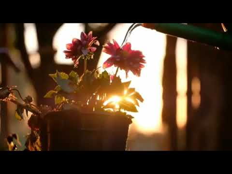 #Nayi Subah ki nayi kiran🌄🌅