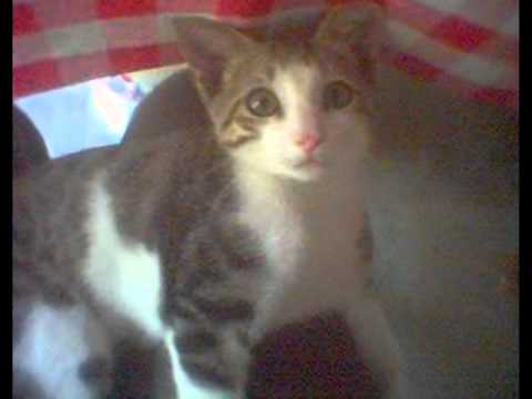 ❤ Tu che sei parte di me - Pacifico feat. Gianna Nannini