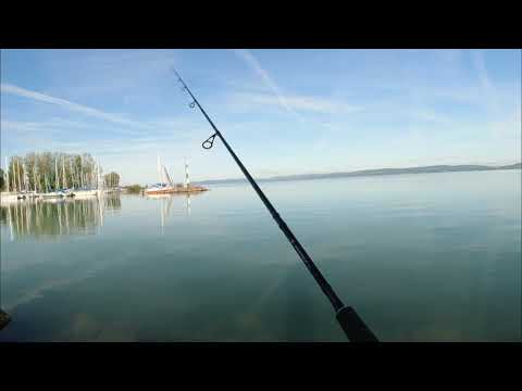 Balin felszíni csalira 4. dobásra - ASP Aspius surface catch for the 4.th attempt