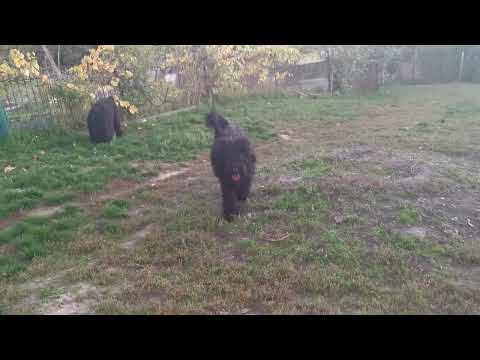 Schwarzer Russischer Terrier Welpe kaufen