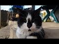 Beautiful Grumpy Cat Close Up Tuxedo Cat Is Serious 4K 60FPS