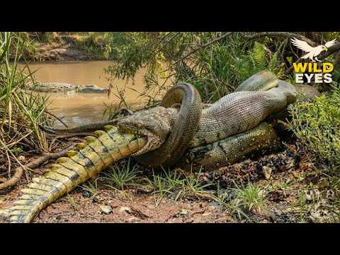 Amazon – Kingdom of the deadly predators | Animal Documentary