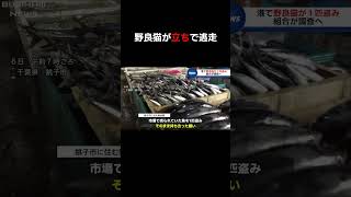 猫が立ちで逃走…？#ニュース#放送事故#猫