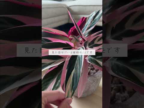 暗闇でも生きられる植物は何ですか?家の暗い空間を照らす6種  庭園