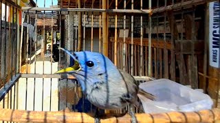 Download lagu Kehicap Ranting/Slendang Biru Gacor mp3