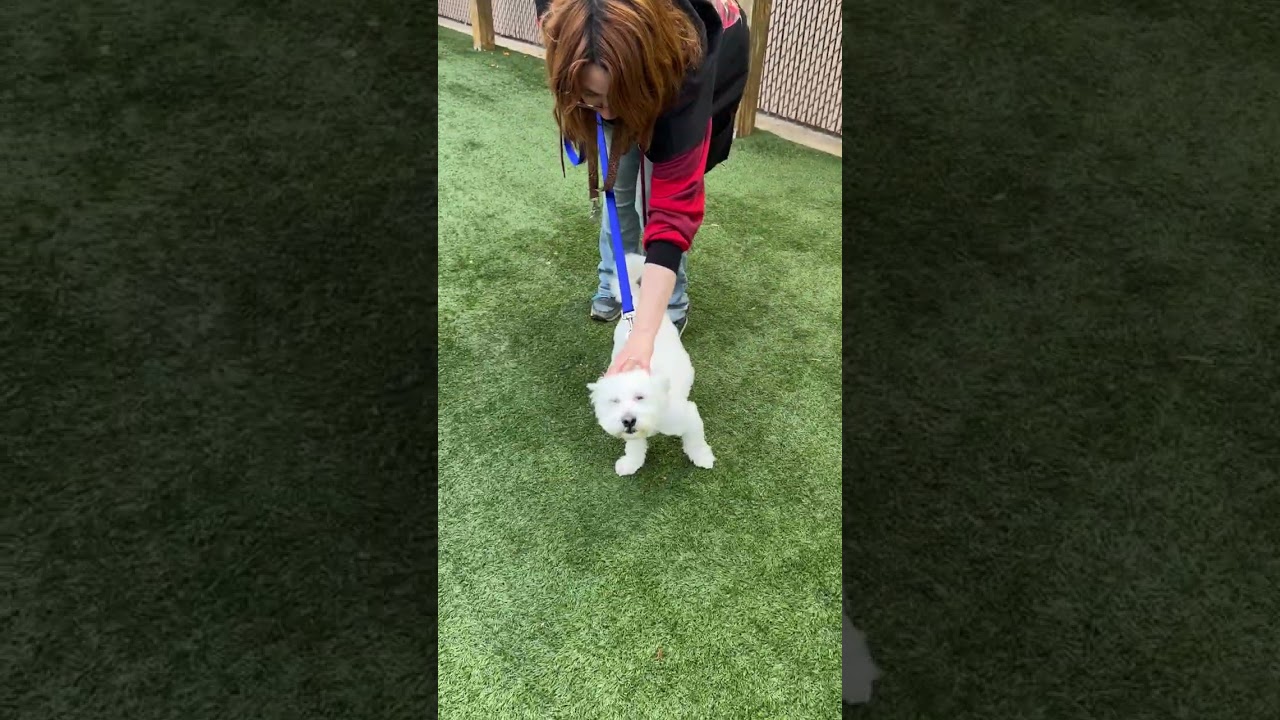 Enlarge Meet Sweet Willie the Westie Mix - Friendly adult male, loves to be with people!, a Adopted mixed breed in Clifton, NJ video 2/6