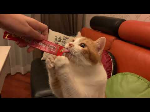 Jessie Leung-CIAO 日本第一銷量貓小食 超級貓模短片大賽