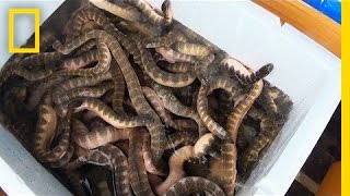 Is Eating Venomous Sea Snakes a Bad Thing?