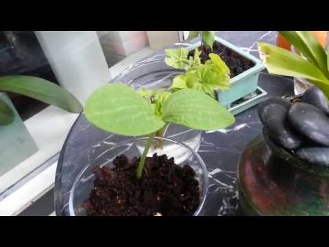 download lagu mp3 mp4 Sprouting Squash Seeds, download lagu Sprouting Squash Seeds gratis, unduh video klip Sprouting Squash Seeds
