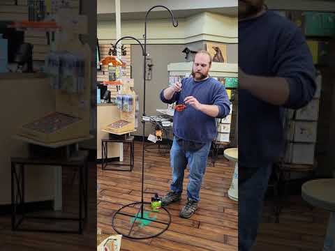 Attracting Orioles to Your Yard