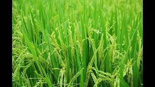 Happy Harvest on the Rice-paddy in Mekong Delta - Vietnam Travel