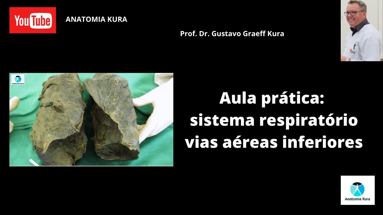Aula prática: sistema respiratório vias aéreas inferiores