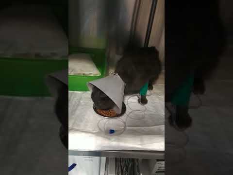 Cat eats with Collar, Sick Cats Feeding