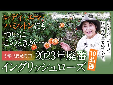 イングリッシュローズ 'モーティマー サックラー' 植物
