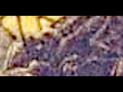 Drabusheyka x MatiSkater x LITSIZZURP - PAJĄKI  (prod. DECO) (Official Audio)