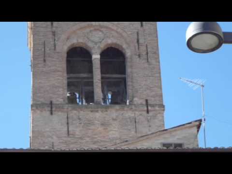 San Severino Marche (MC) - Chiesa di San Domenico - Richiamo Festivo Manuale