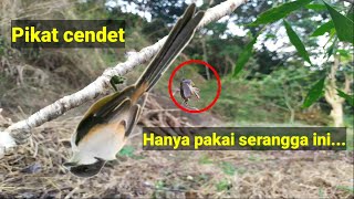 Download lagu pikat burung pentet/cendet pasti lengket dengan trik ini mp3