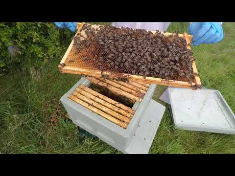New UK Beekeeper Blog #25   Weekly Inspection Part 2 - Queenless Colony