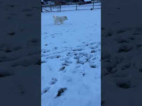 Bear in GA - Will Love You Furever!, an adopted Great Pyrenees in Griffin, GA_image-1