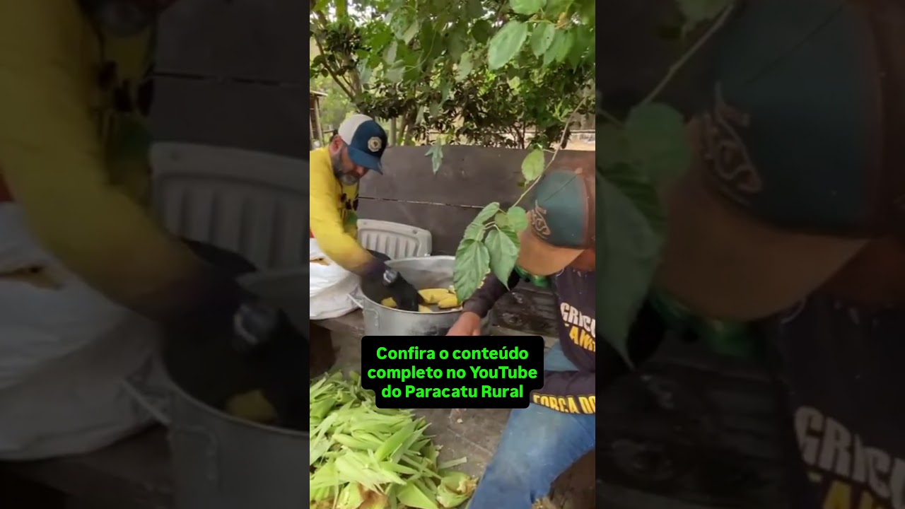 Como lucrar R$ 15 mil por hectare com a produção de milho verde