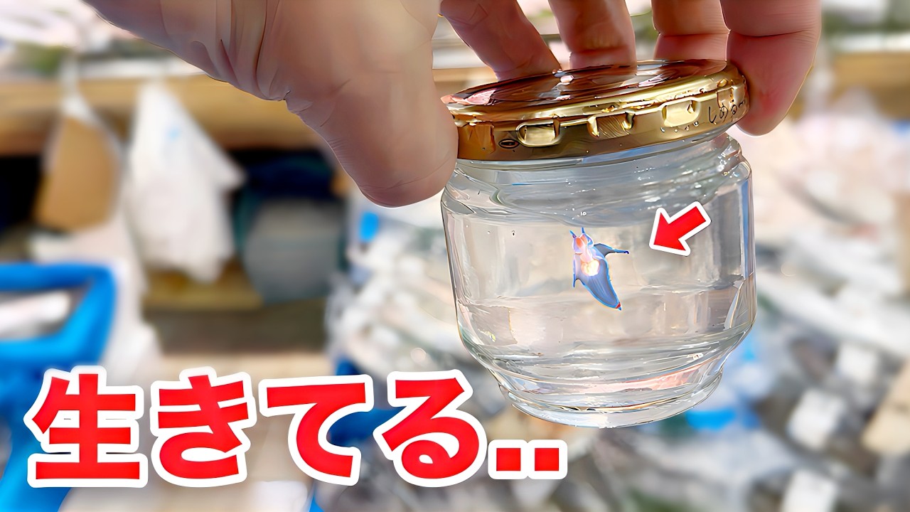 スーパーに売っていたクリオネがついに...！！