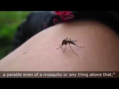The pupose of Mosquito creation | Documentary w.r.t Holy Quran |