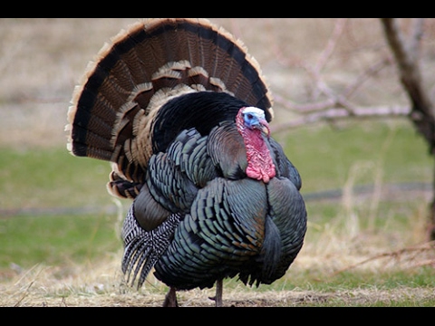 Turkey hunting calls Video