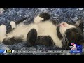 Cat Conundrum: Utah woman claims her cat was found but can't bring cat home - ABC4 Utah Cat Conundrum: Utah woman claims her cat was found but can't bring cat home